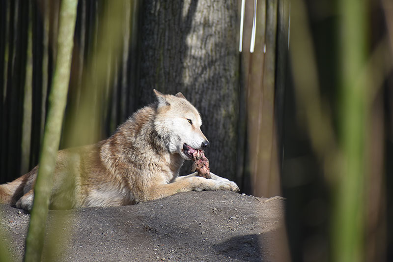 Wolf-beim-fressen-im-Sonnenschein-(1)